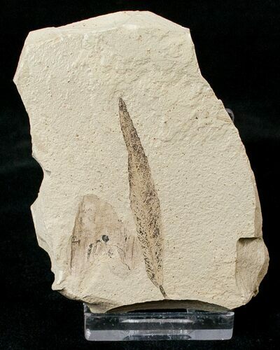 Fossil Pterocarya (Walnut) Leaf - Green River Formation #16755